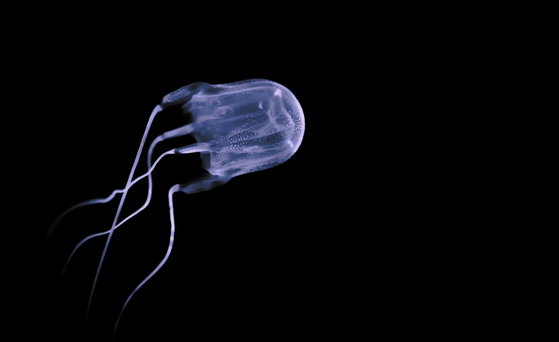 Box Jellyfish