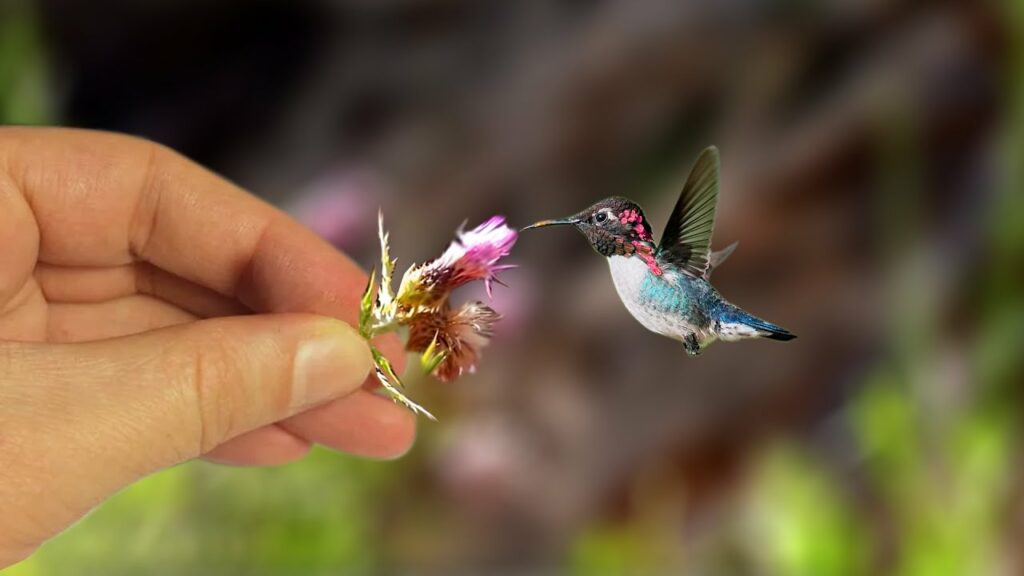 Bee Hummingbird