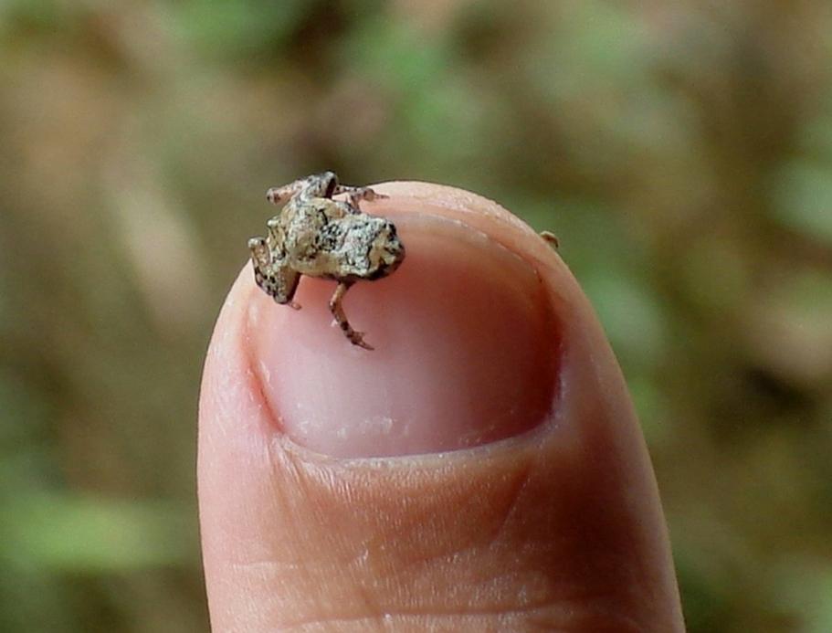 Paedophryne Amauensis Frog