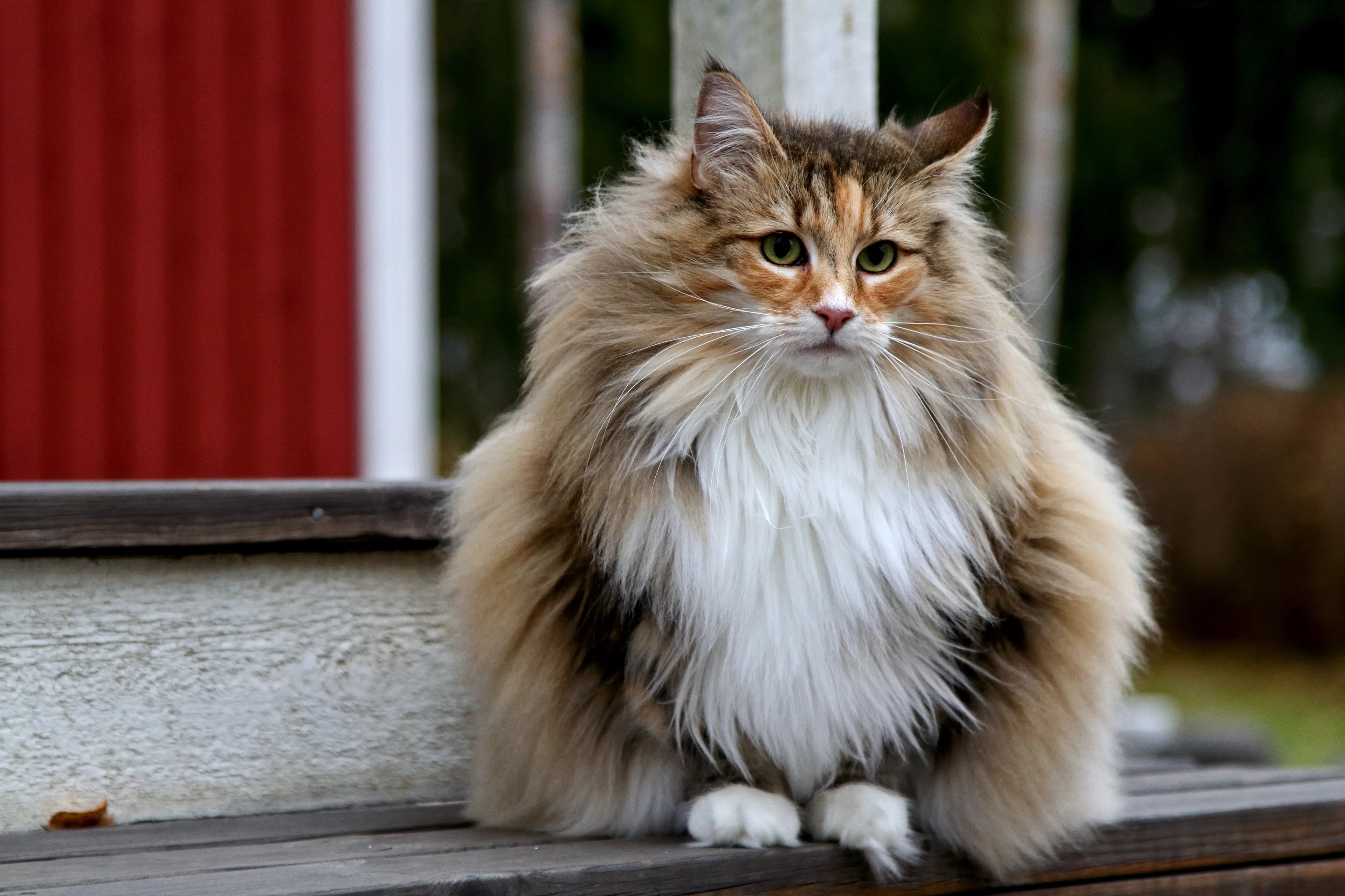 Norwegian Forest Cat