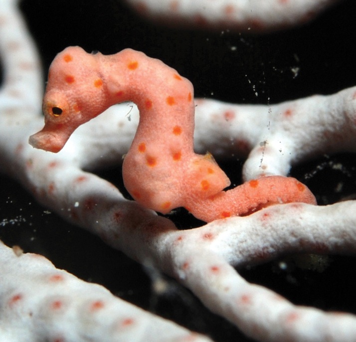 Denise's Pygmy Seahorse