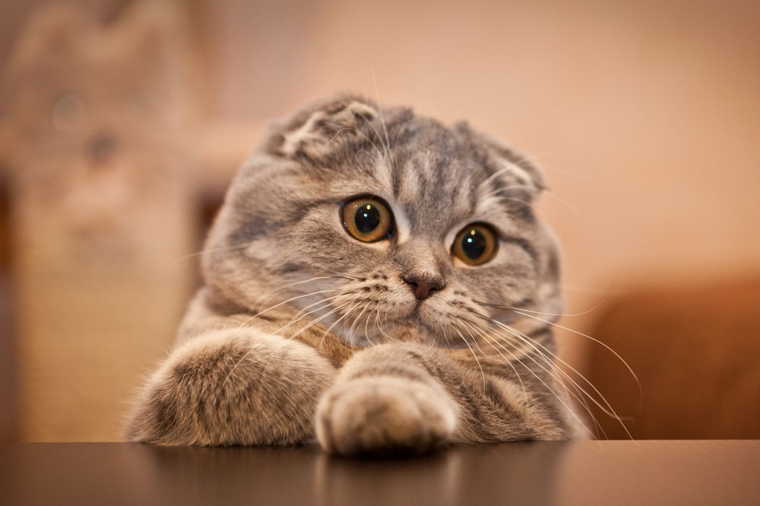 Scottish Fold Cats