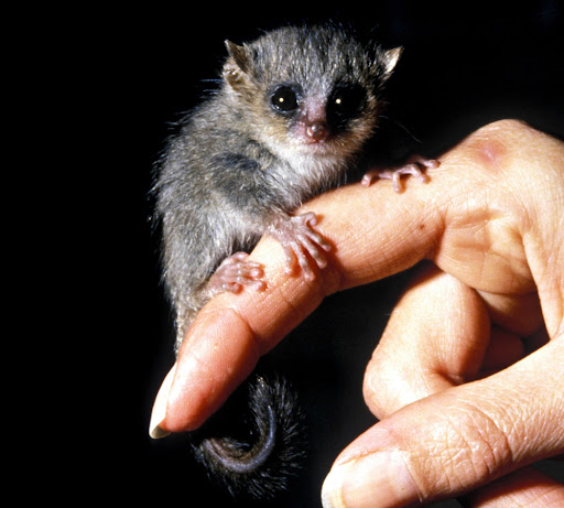 Pygmy Mouse Lemur