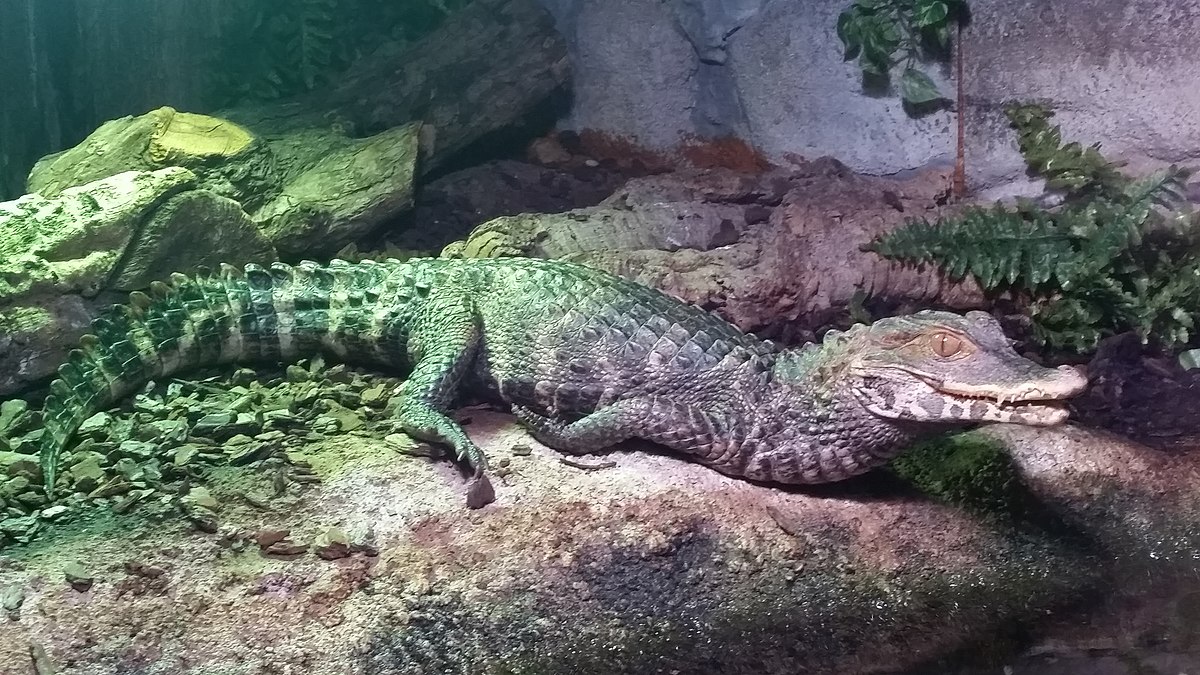 Musky Caiman Crocodile