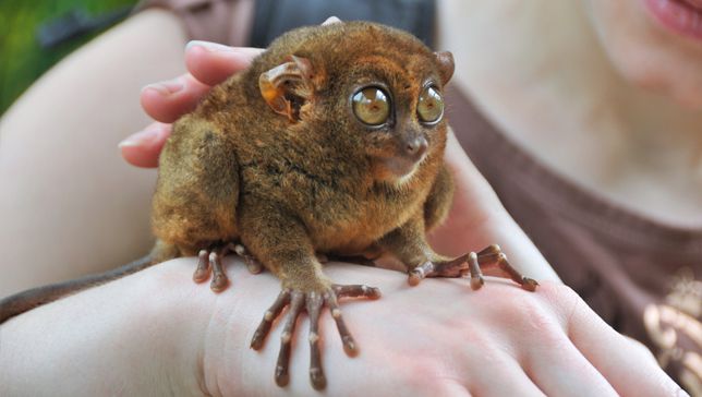 Philippine Tarsier