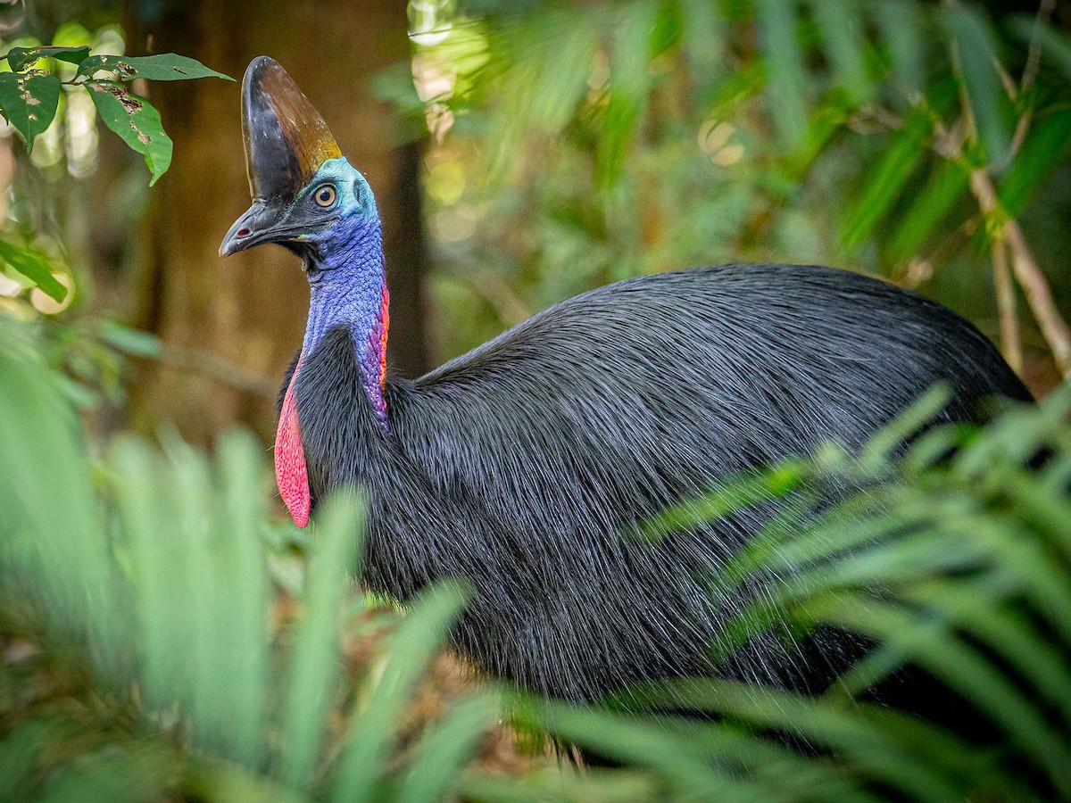 Cassowary