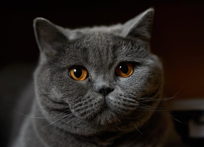 British Shorthair Cat