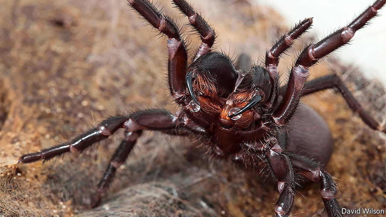 Funnel Web Spider