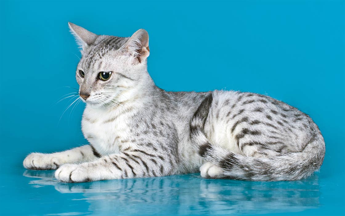 Egyptian Mau