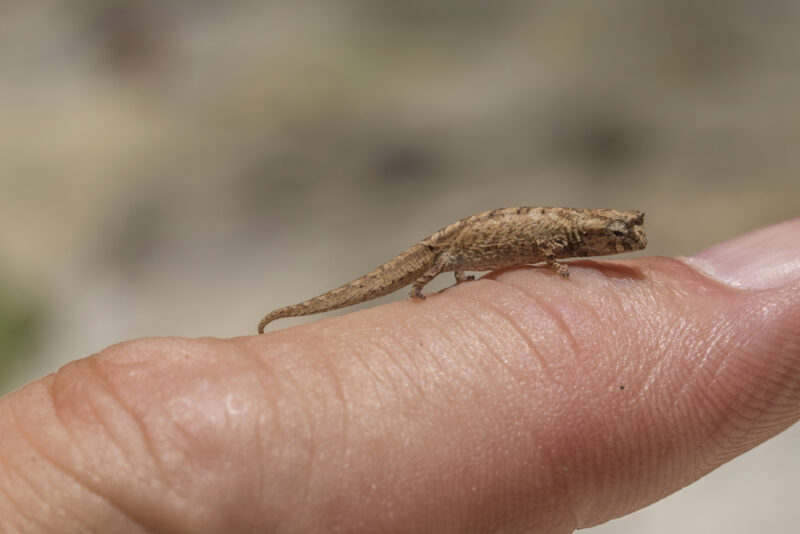 Brookesia Micra Chameleon