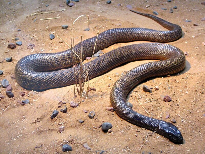 Eastern Taipan