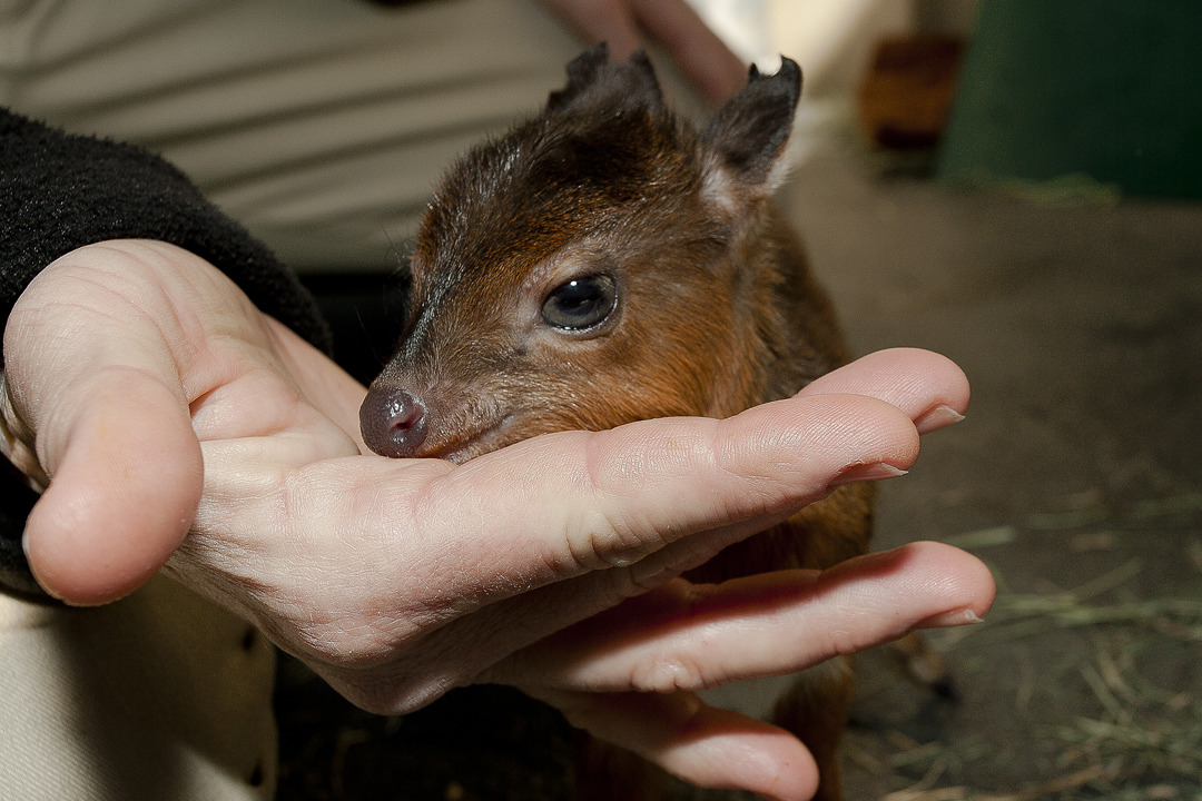 Royal Antelope