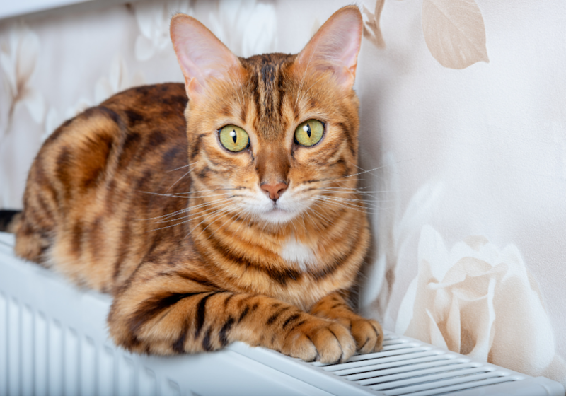 Cat Breeds That Will Cost You A Small Fortune