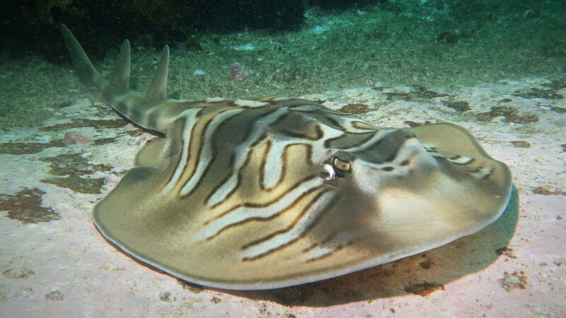 Stingrays