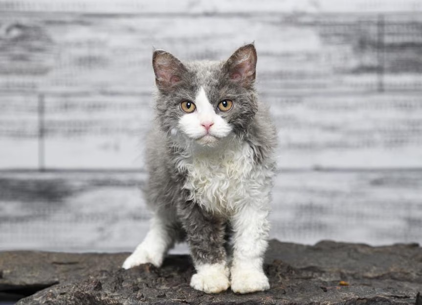 Selkirk Rex