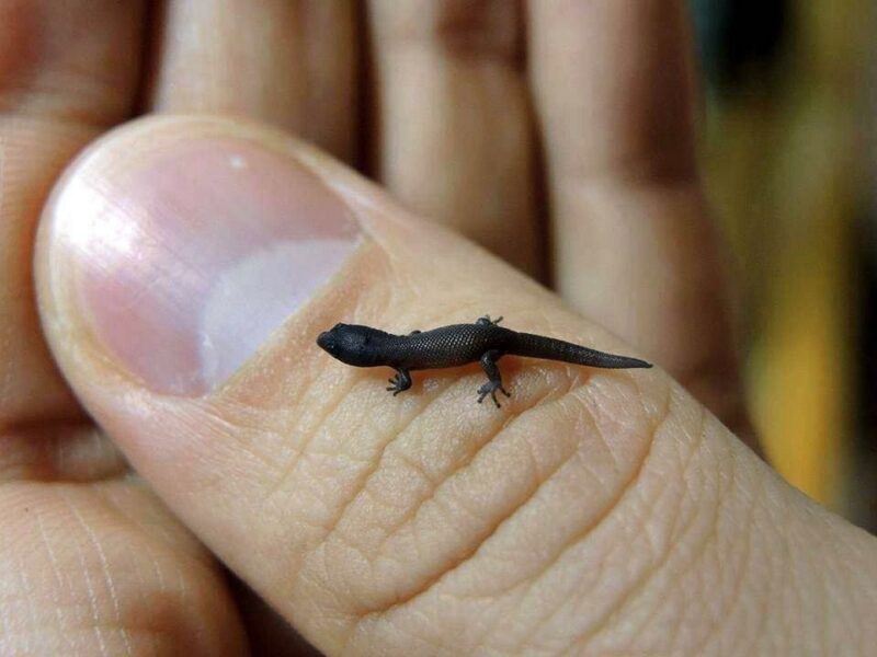 Virgin Island Dwarf Gecko