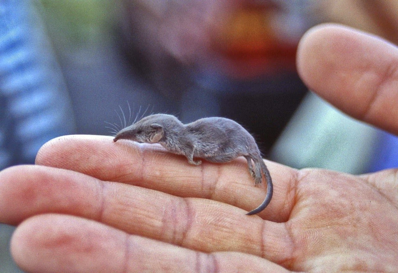 Etruscan Shrew