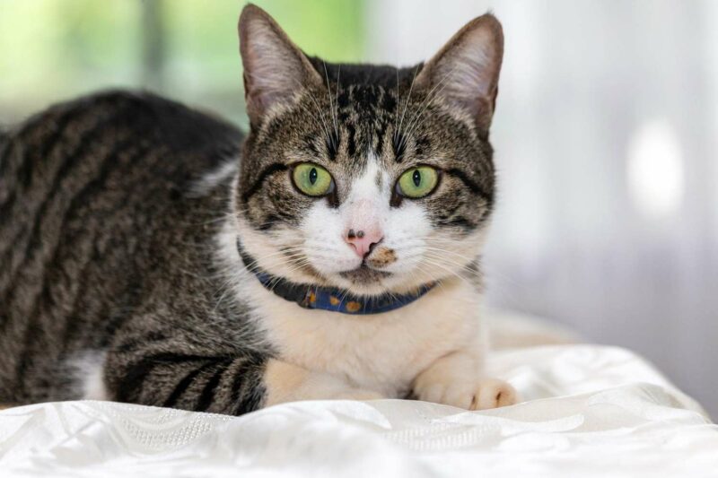 American Wirehair