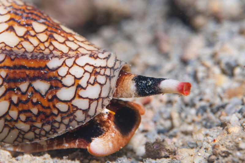 Textile Cone Snail