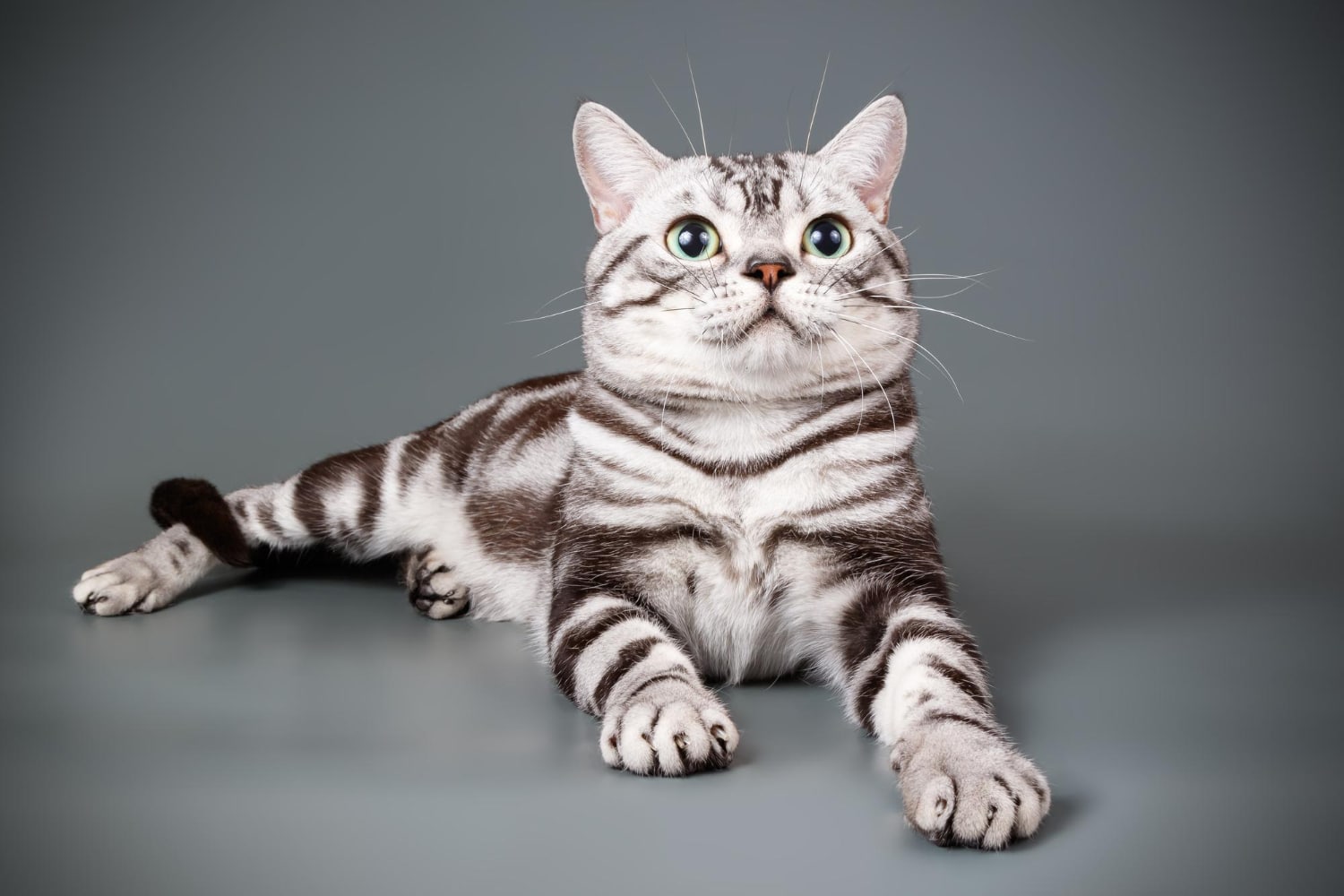 American Shorthair