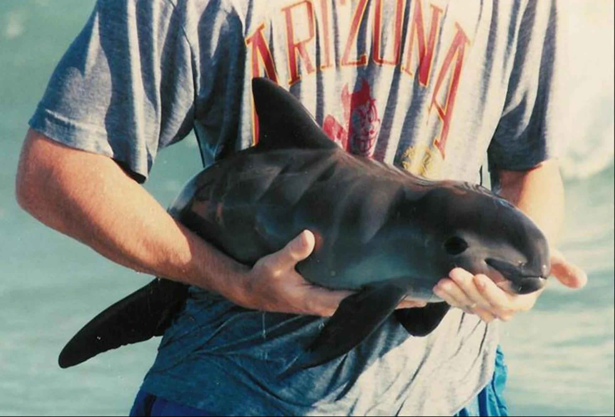 Vaquita Porpoise